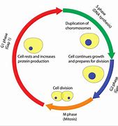 Image result for Eukaryotic Cell Cycle Phases