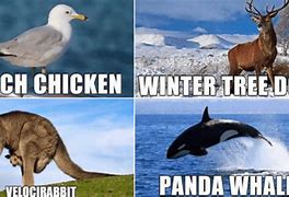 Image result for Weird Animal Names