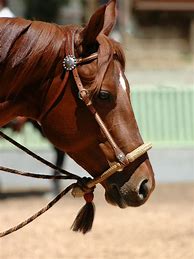 Image result for Horse with Bit