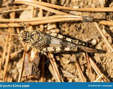 Image result for Fly or Be Invisible