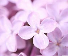 Image result for Lilac Purple Color Flower