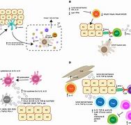 Image result for Human Papillomavirus HPV Signs and Symptoms