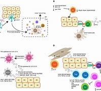 Image result for Lip Human Papillomavirus