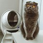 Image result for White Scottish Fold Cat