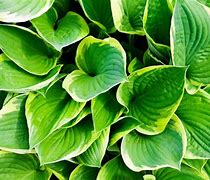 Image result for Hosta Half and Half