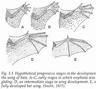 Image result for Bat Evolution