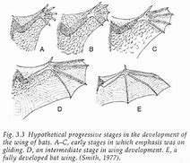 Image result for Bat Evolution