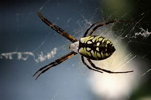 Image result for Spiders Native to Texas
