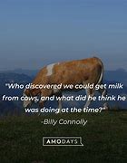 Image result for Funny Cow Quotes
