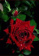 Image result for Kashmiri Rose