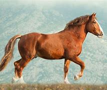 Image result for Italian Draft Horse