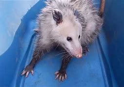Image result for Opossum PFP