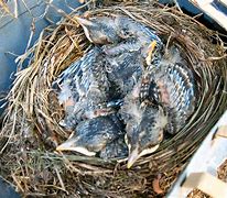 Image result for Baby Bird Nest