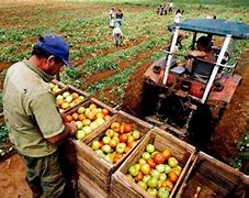 Image result for agropecuaruo