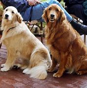Image result for Anxiety Therapy Dogs