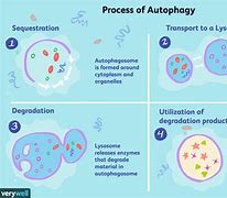 Image result for Autophagy Before and After