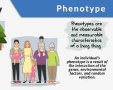Image result for Phenotypic Trait