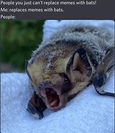 Image result for 5G Bat Meme