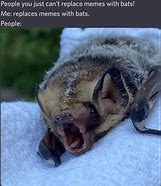 Image result for Com Arts Bat Memes