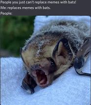 Image result for Bat Meme Angel