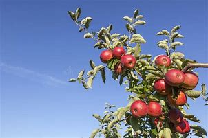 Image result for Fresh Red Apple