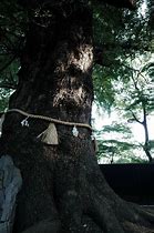 Image result for Native American Sacred Tree