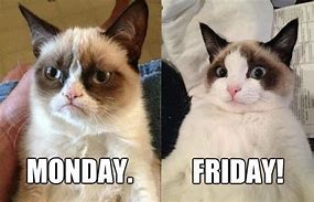 Image result for Grumpy Cat TGIF Meme