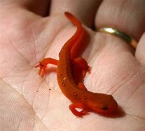 Image result for Red Newt Blue Newt