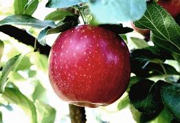 Image result for Cosmic Crisp Apples