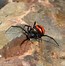 Image result for A Black Widow Spider