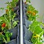 Image result for Vegetable Garden Verticle