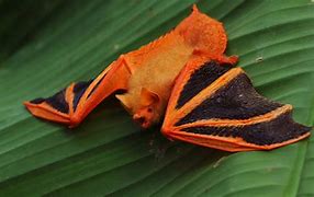 Image result for Pics Scarlet Painted Bat