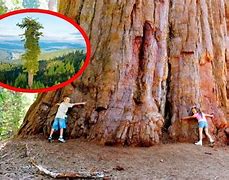 Image result for Biggest Tree in the World Compared to Human