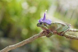 Image result for Frog with Flower Hat