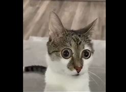 Image result for Wide Eye Cat Meme
