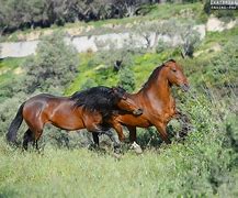 Image result for Greek Horse Breeds