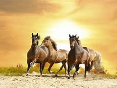 Image result for Wild Horse Desktop Backgrounds