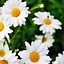 Image result for Daisies iPhone Wallpaper