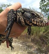 Image result for Tegu Lizard Florida