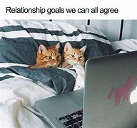 Image result for Relationship Cat Memes