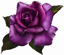 Image result for iPhone Purple Rose Wallpaper