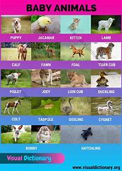 Image result for Baby Animals List