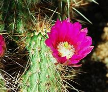 Image result for Arizona Prickly Pear Cactus