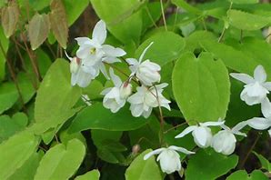 Image result for Epimedium youngianum Niveum