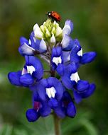 Image result for Bluebonnet Flowers Texas