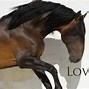 Image result for Lusitano Horse Dressage Head