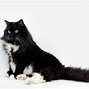 Image result for Black Cat with Fluffy Tail
