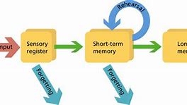Image result for Anatomy of Memory