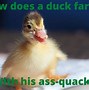 Image result for Duck Dirty Jokes