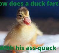 Image result for Baby Duck Jokes